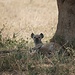Tüpfelhyäne - Schönheiten sind die Hyänen nicht gerade