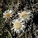 <b>Carlina acaulis</b>.