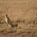 und noch 2 Geparden in der Abendsonne -<br />Löwen, Leoparden, Geparden, Hyänen - damit waren die großen Katzen Afrikas vollständig. Den etwas kleineren Serval haben wir am Abend auch noch gesehen, aber nicht mehr richtig aufs Foto bekommen. 