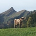 Kuh auf der Goldachalp