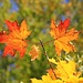 Herbstliche Ahornblätter