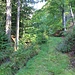 Rückegasse auf der anderen Bachseite
