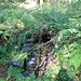 Hüttmesgrün, Mühlgraben-Auslauf