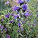 Echium vulgare L.<br />Boraginaceae<br /><br />Viperina azzurra<br />Vipérine commune<br />Gemeiner Natterkopf