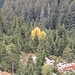 Fra i pini sempreverdi ecco una macchia di giallo.