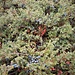 Juniperus communis L.<br />Cupressaceae<br /><br />Ginepro<br />Genévrier<br />Echter Wacholder