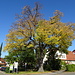 schöner Baum in Gingen