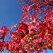 Herbstfarben noch bei uns ums Eck