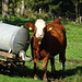lokale Tierwelt