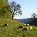 noch einmal heimische Tierwelt