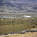 Weidende Yaks auf dem Haizi Shan.