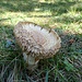 Einer der riesig grossen Pilze