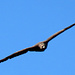 Ein Steinadler zieht seine Kreise über uns.