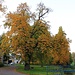 Herbstliche Kastanie