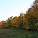 Herbstlicher Waldsaum