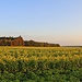 Zwischenfrucht: Weißer Senf/Gelbsenf