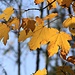 Herbstliche Ahornblätter