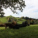Vaches à Hohlenstein