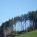 Wald am Hirschberg mit Durchblick