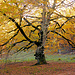 Buche im Herbstkleid