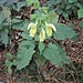 Salvia glutinosa L. 	<br />Lamiaceae<br /><br />Salvia vischiosa<br />Sauge glutineuse <br />Klebrige Salbe<br />