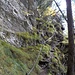 Interessanter Wegabschnitt. Zum Chrummhorn-Gipfel gelangt man von hier aus am schnellsten, wenn man am Ende des Drahtseils gleich nach links über den Grat hochkraxelt (I).