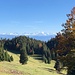 einfach immer wieder schön - der Ausblick in die Alpen