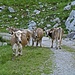 Die Alpstein-Kuh-Muh-Nity.