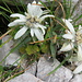 Stelle alpine (leontopodium  alpinum) alla Bocchetta del Guzzi.