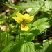 GelbesVeilchen "Viola biflora"