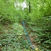 Die cyanblaue Spur führt durch eine schon recht zugewachsene Mulde.