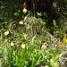 Frauenschuh "Cypripedium calceolus"