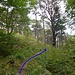 Bergauf und immer der Wegspur im langen Gras folgen.