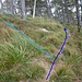 Hier noch eine kleine Variante. Die hellblaue Spur führt direkt auf den höchsten Punkt, die blaue Variante ist bergab etwas angenehmer zu laufen.