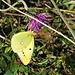 Goldene Acht (Colias hyale) oder Hufeisenklee-Gelbling (Colias alfacariensis)