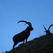 Alpensteinbock (Capra ibex)