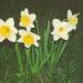 Wilde Osterglocken (Narcissus pseudonarcissus) auf dem Passwang.