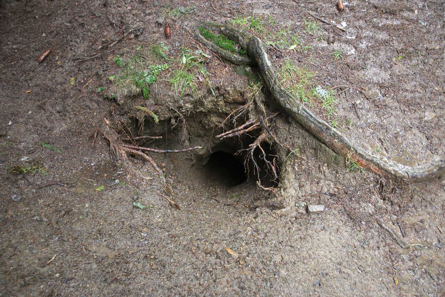 Dachsbau au dem Weg zum Hudelschijen. Fotos