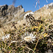 Silberdisteln (Carlina acaulis) am Fuß des Hoh Brisen.