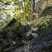 Es geht in eine schönen Bergwald mit prächtigen Herbstfarben ...