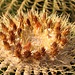 Tag 3 (19.10.2019) - بيروت (Bayrūt):<br /><br />Blüten vom grossen Kugelkaktus Echinocactus grusonii, trivial auch Schwiegermuttersessel genannt. Ursprünglich heimisch ist die Kakteenart in Mexiko.