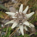 Edelweiß (Leontopodium nivale) 