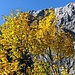 Herbstfarben im Karwendel: himmelblau, grauer Fels und bunte Blätter