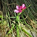 <br />Dianthus carthusianorum L. 	<br />Caryophillaceae<br /><br />Garofano dei Certosini<br />Oeillet des Chartreux <br />Kartäuser-Nelke 