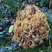 Dieser Pilz ist etwa 30 cm gross
