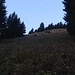 Erster Blick auf die Steilgras-Westflanke des Kamp. Da das Gras sehr ausgetrocknet ist, wähle ich im unteren Teil den besser gestuften Anstieg durch den Waldstreifen rechts davon