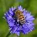 Biene auf Kornblume / ape sulla Centaurea cyanus<br /><br />