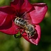Biene auf Rotem Lein (Linum grandiflorum) con una ape