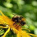 Hummel (Bombus)