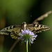 Schwalbenschwanz (Papilio machaon) auf dem Laubeneck 1758 m